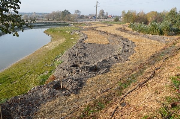 На Волині діти садили дерева. ФОТО