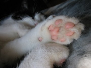 «Серед нас живуть вбивці»: у Луцьку знайшли понівечений труп кота. ФОТО 18+