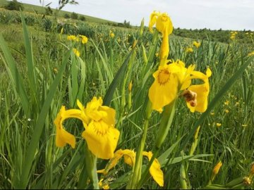 На Вінниччині розквітла унікальна долина жовтих ірисів. ВІДЕО