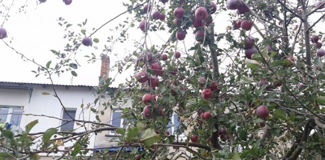Сад, бруківка, сонячна батарея: показали, як на Волині змінився багатоквартирний будинок після створення ОСББ