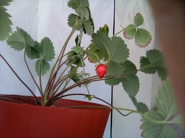 Волинські школярі в березні зібрали урожай суниць