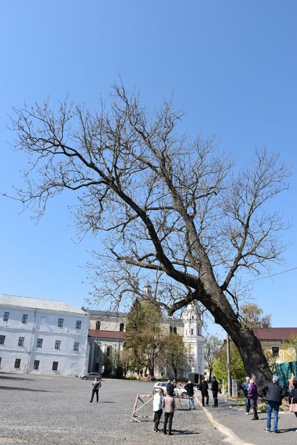 У Луцьку рятуватимуть ясен Лесі Українки, якому дві сотні років