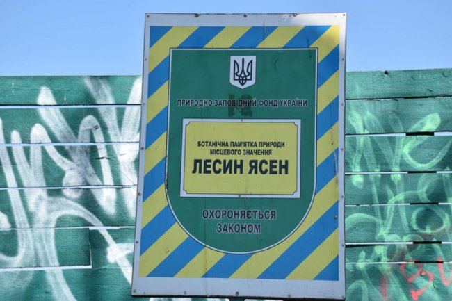 У Луцьку рятуватимуть ясен Лесі Українки, якому дві сотні років
