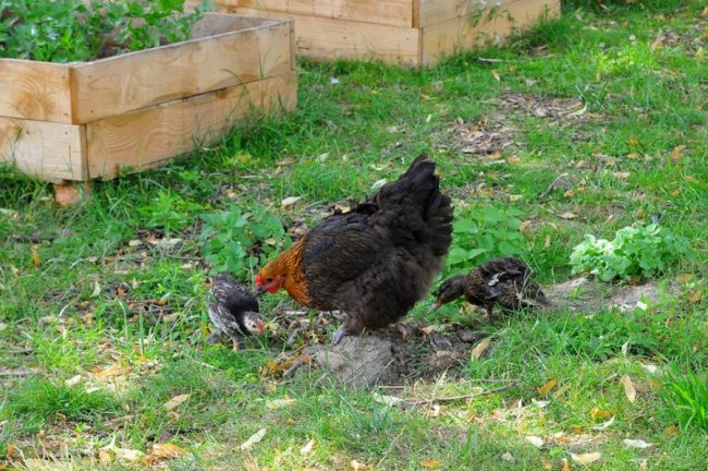 Дивовижна історія порятунку: у Луцьку мамою дикого каченяти стала курка