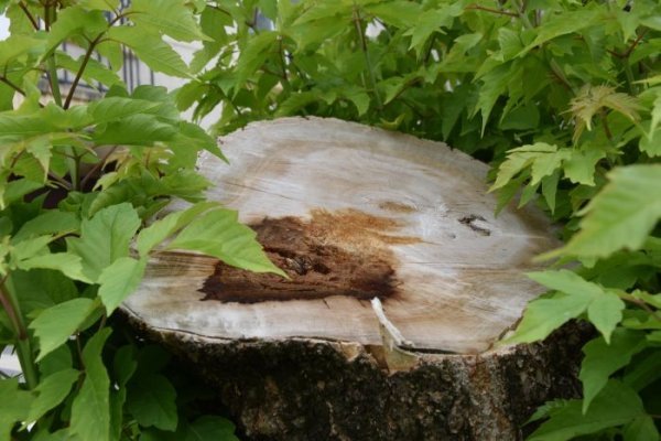 У Луцьку обстежили дерева на Лесі Українки. ФОТО