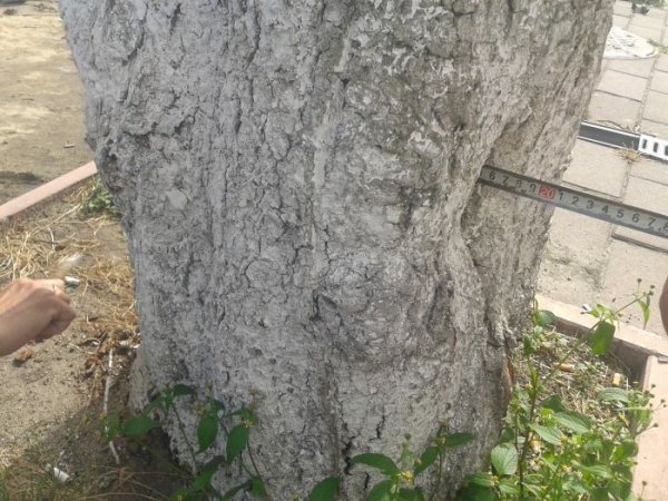 У Луцьку обстежили дерева на Лесі Українки. ФОТО