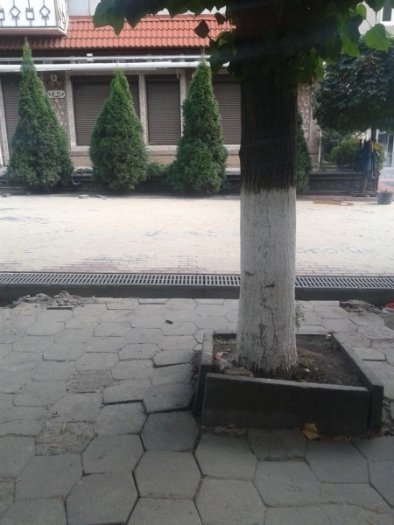 У Луцьку обстежили дерева на Лесі Українки. ФОТО