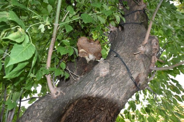 У Луцьку обстежили дерева на Лесі Українки. ФОТО