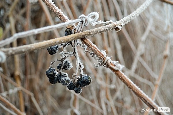 Передноворічний Луцьк убрався в іній. ФОТО