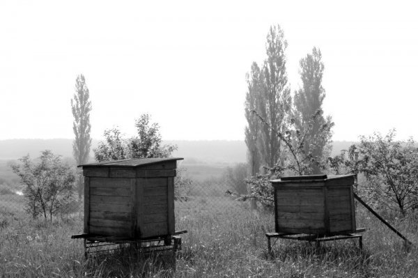 Фотовиставка Анни Лучії Лобос