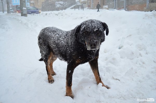Луцьк замітає снігом. ФОТО