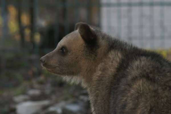 Ведмежата - перші, хто народився у нашому зоопарку цьогоріч, 5-го січня.