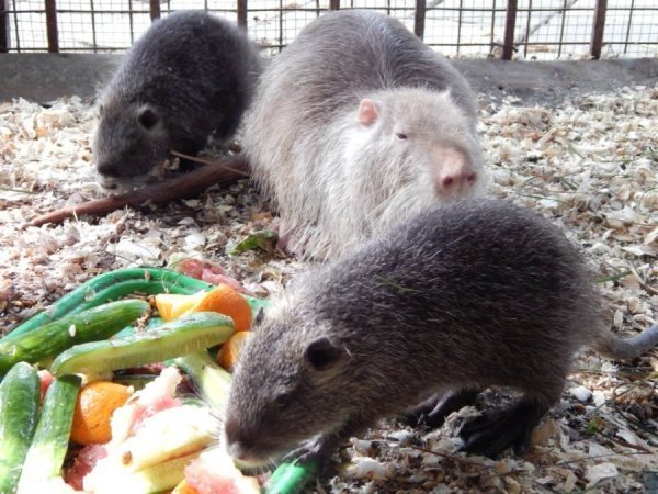П’ятеро нутренят - ще поряд зі своєю мамою. Скоро будемо їх відселяти, бо малі вже можуть жити самостійно. Із задоволенням хрумають овочі та фрукти.