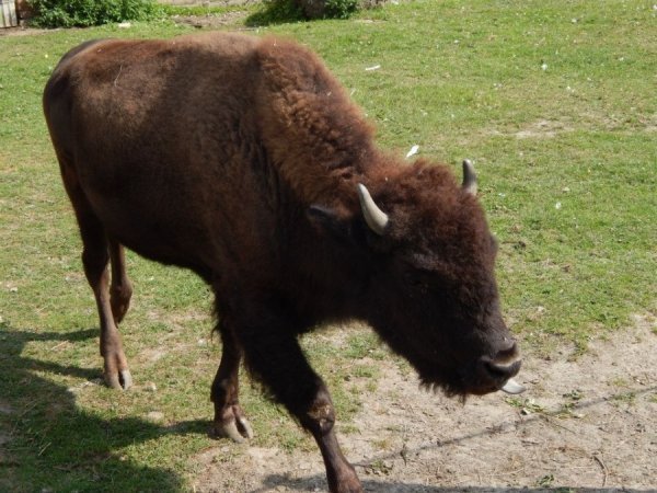 Баядері ще немає року. Загалом, зубри спокійні. А небезпечні лише тоді, коли їх роздратувати або ж вони відчувають небезпеку.