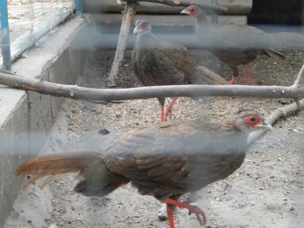 За літо птахи гарно підросли і від мами їх уже не відрізниш. Серед чотирьох фазанят – самочка і троє самців. Самочка свій окрас майже не змінить.