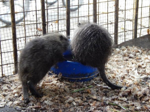 І не забувають про водні процедури. Вони ж водоплавні)