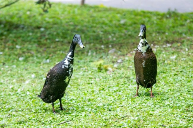 Рівненський звіринець на світлинах волинського фотографа. ФОТО