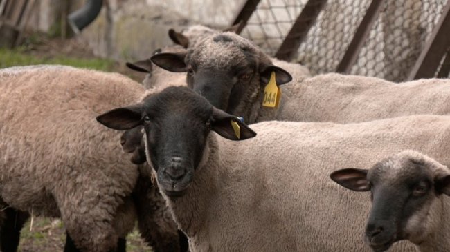 7000 гривень за корову і 2000 гривень за вівцю: як волинянам отримати дотацію від держави