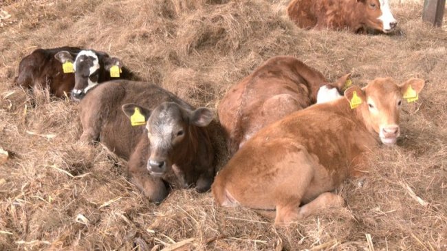 7000 гривень за корову і 2000 гривень за вівцю: як волинянам отримати дотацію від держави