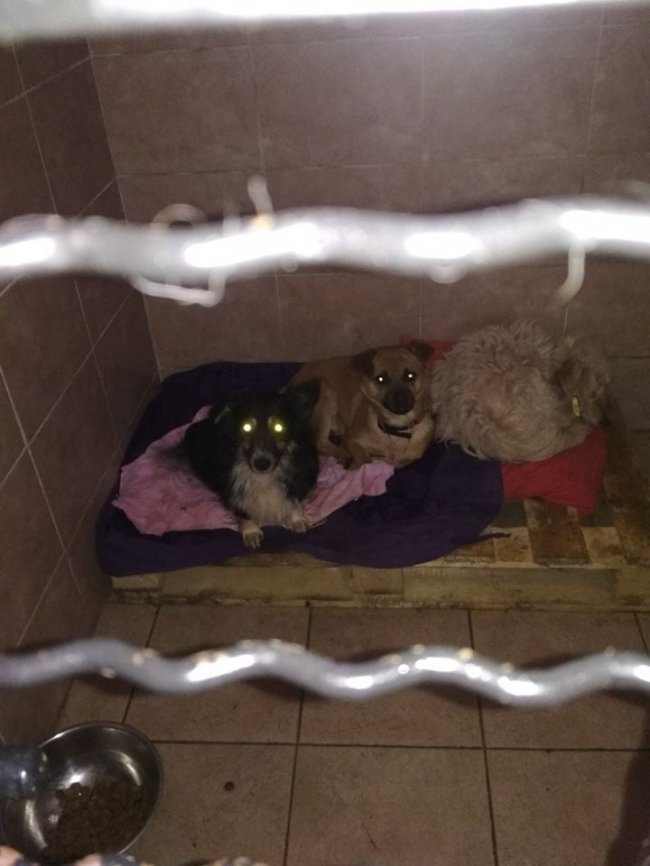 Собаки мають теплі лежаки: на КП «Ласка» пройшов День волонтера. ФОТО