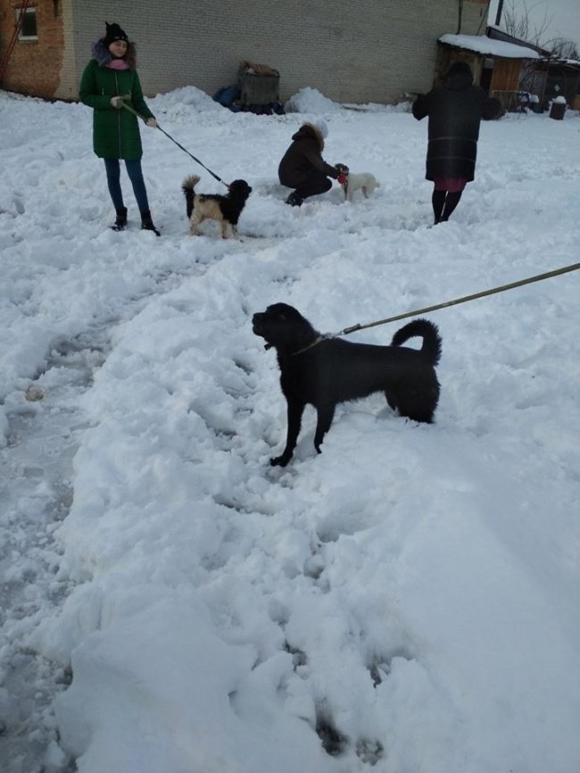 Собаки мають теплі лежаки: на КП «Ласка» пройшов День волонтера. ФОТО