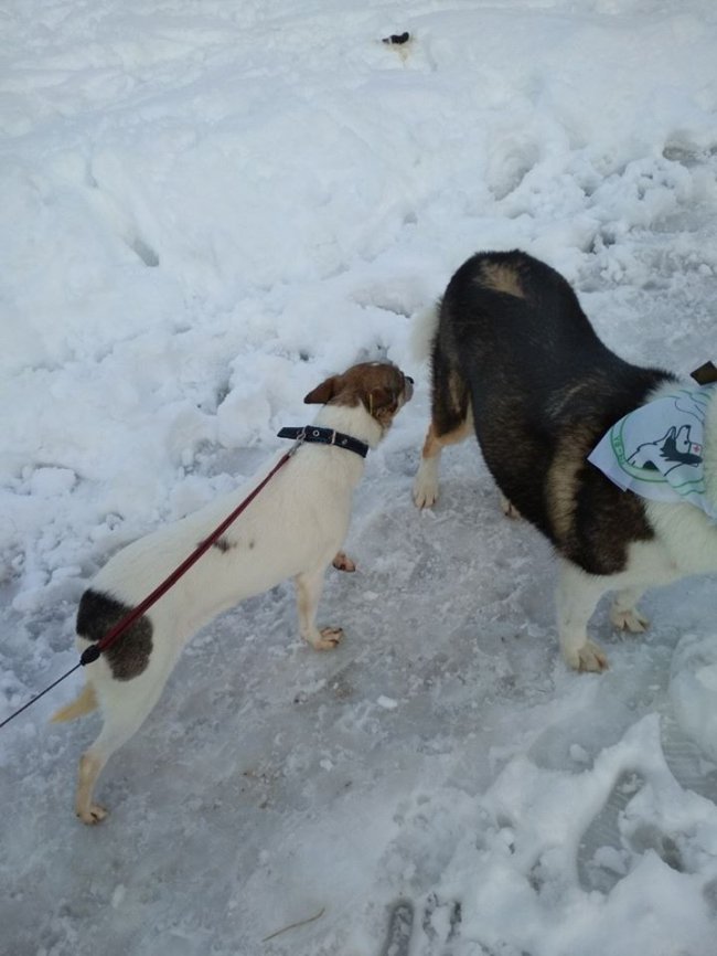 Собаки мають теплі лежаки: на КП «Ласка» пройшов День волонтера. ФОТО