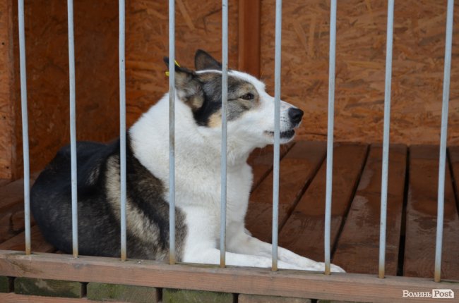 Показали умови, у яких живуть тварини в луцькій «Ласці». ФОТО