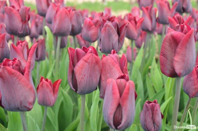 «Квітка, як і людина, має душу». На Волині розпочався фестиваль тюльпанів. ФОТО