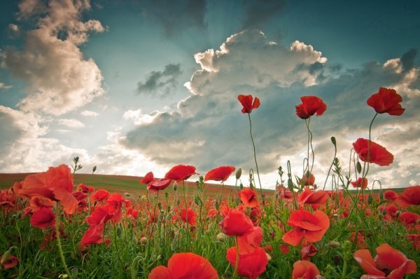 Фотовиставка Олександра Шишкіна