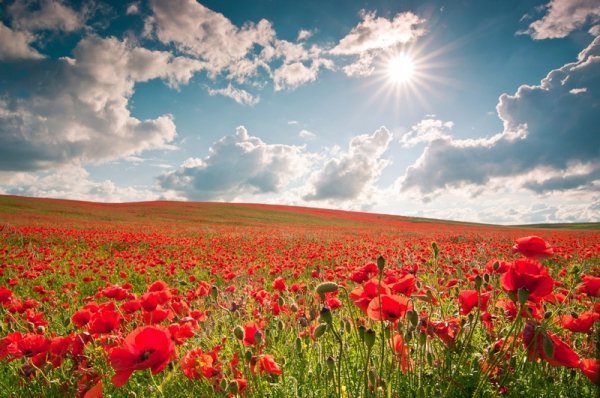 Фотовиставка Олександра Шишкіна