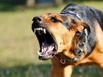 Скільки дітей на Волині звернулися до лікарні після нападу тварин