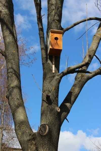 У Луцьку - «пташине» свято. ФОТО