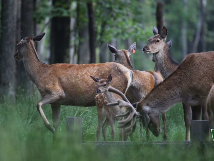 На Волині зросла популяція оленя благородного. ВІДЕО