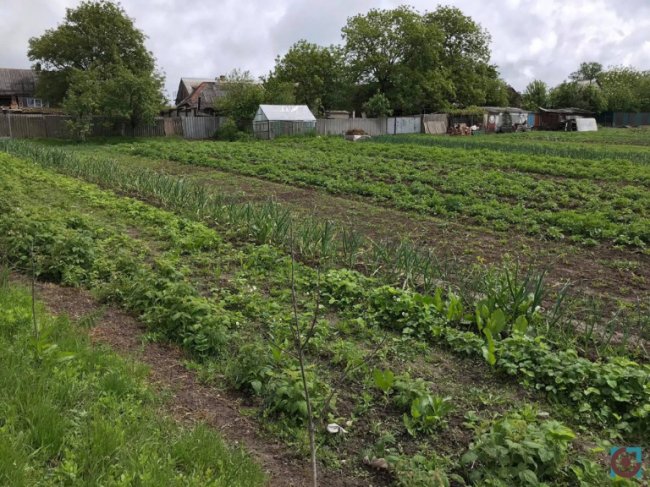 На Горохівщині громади не можуть домовитись про полігон і викидають сміття в поле. ФОТО. ВІДЕО