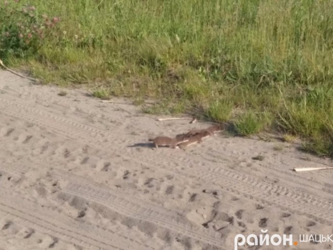 Милі фото: як сім'я ласк переходила дорогу в Шацьку