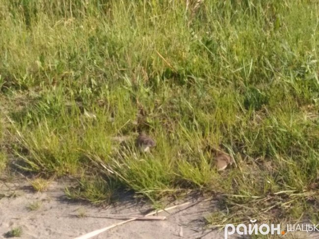 Милі фото: як сім'я ласк переходила дорогу в Шацьку