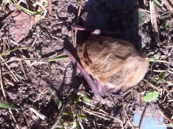 «Сусідами» лучанки стали непрохані літаючі тваринки. ФОТО