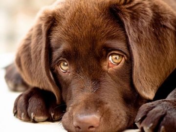 Суд оштрафував на 5 тисяч гривень волинянина за знущання над собакою