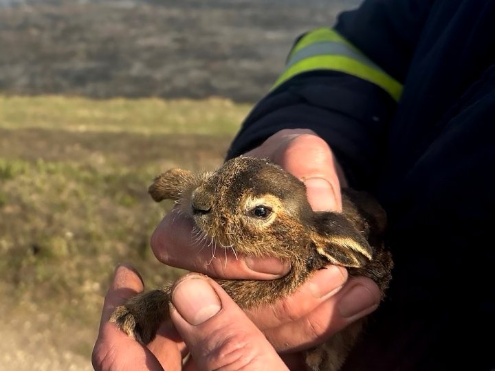 Обгорілі, налякані, але живі: на Волині врятували на згарищі двох зайченят