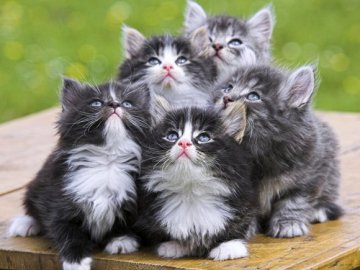 Годує тварин, а сам голодний: закликають допомогти лучанину, який утримує 20 котів