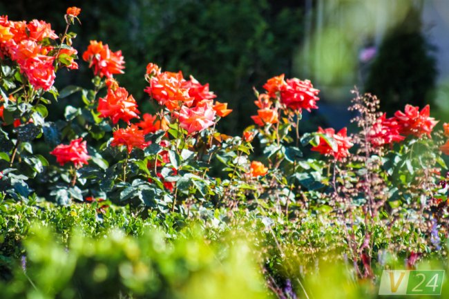 Рожеві, білі і червоні: у центрі Луцька зацвів трояндовий сад