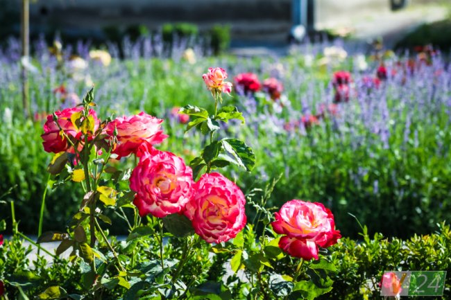 Рожеві, білі і червоні: у центрі Луцька зацвів трояндовий сад