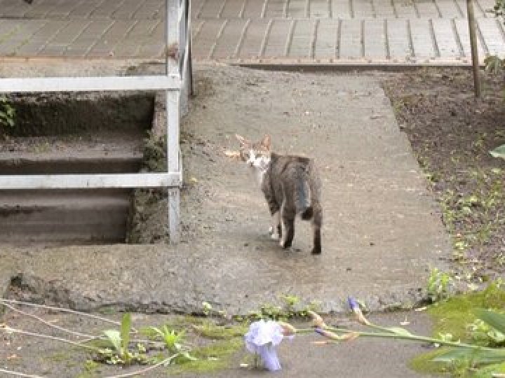 Сказ у Луцьку: не всі, хто контактував із хворим кошеням, отримали вакцину. ВІДЕО