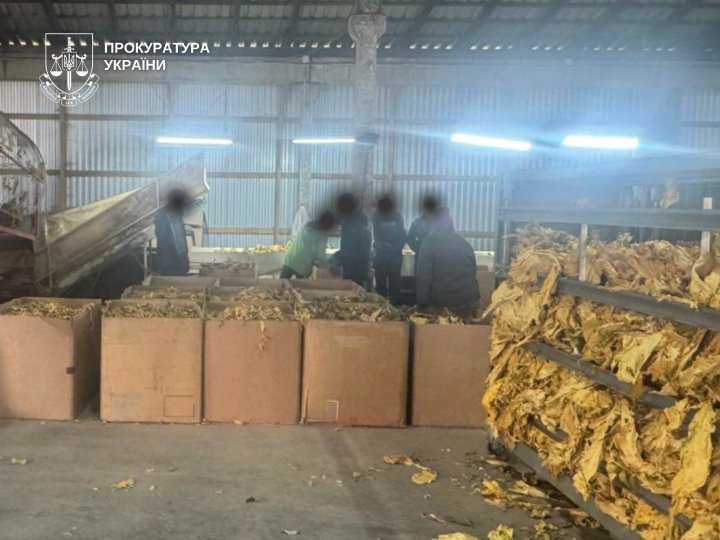 Вирощували тютюн на 40 гектарах: судитимуть фермера та його брата