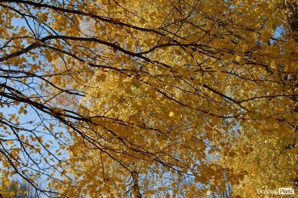 Парк у Луцьку: осіння краса і людська байдужість. ФОТО