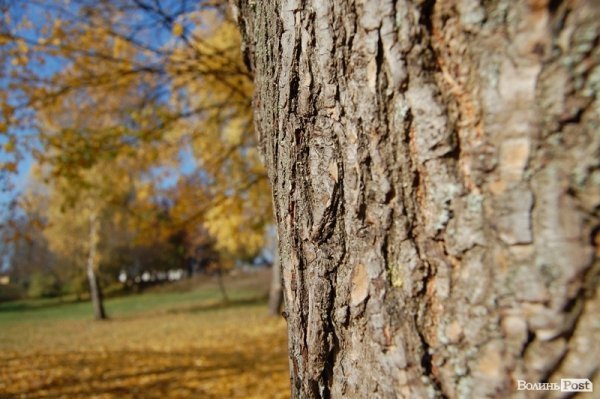 Парк у Луцьку: осіння краса і людська байдужість. ФОТО