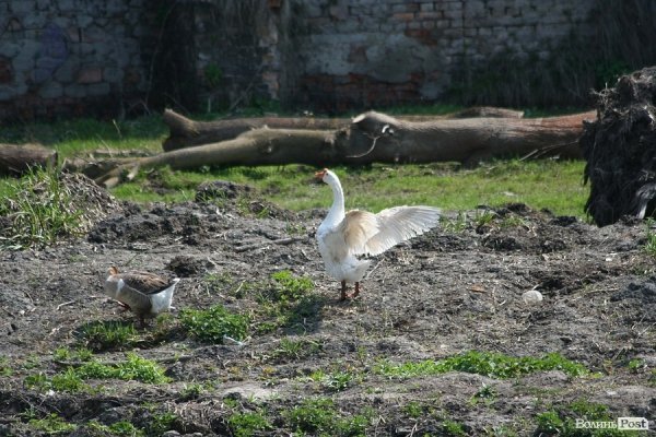 Луцьк прибирали від сміття. ФОТО