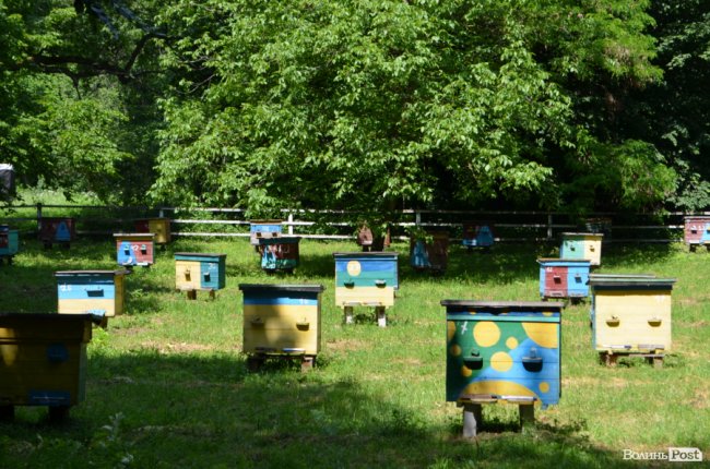 На Волині створили дендропарк з унікальними деревами