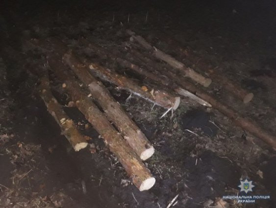 Двоє волинян можуть «сісти» на 3 роки до тюрми за крадіжку лісу