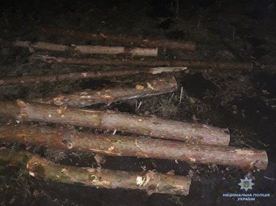 Двоє волинян можуть «сісти» на 3 роки до тюрми за крадіжку лісу